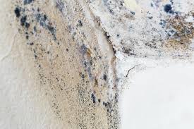 Mold Documentation for Insurance Claims